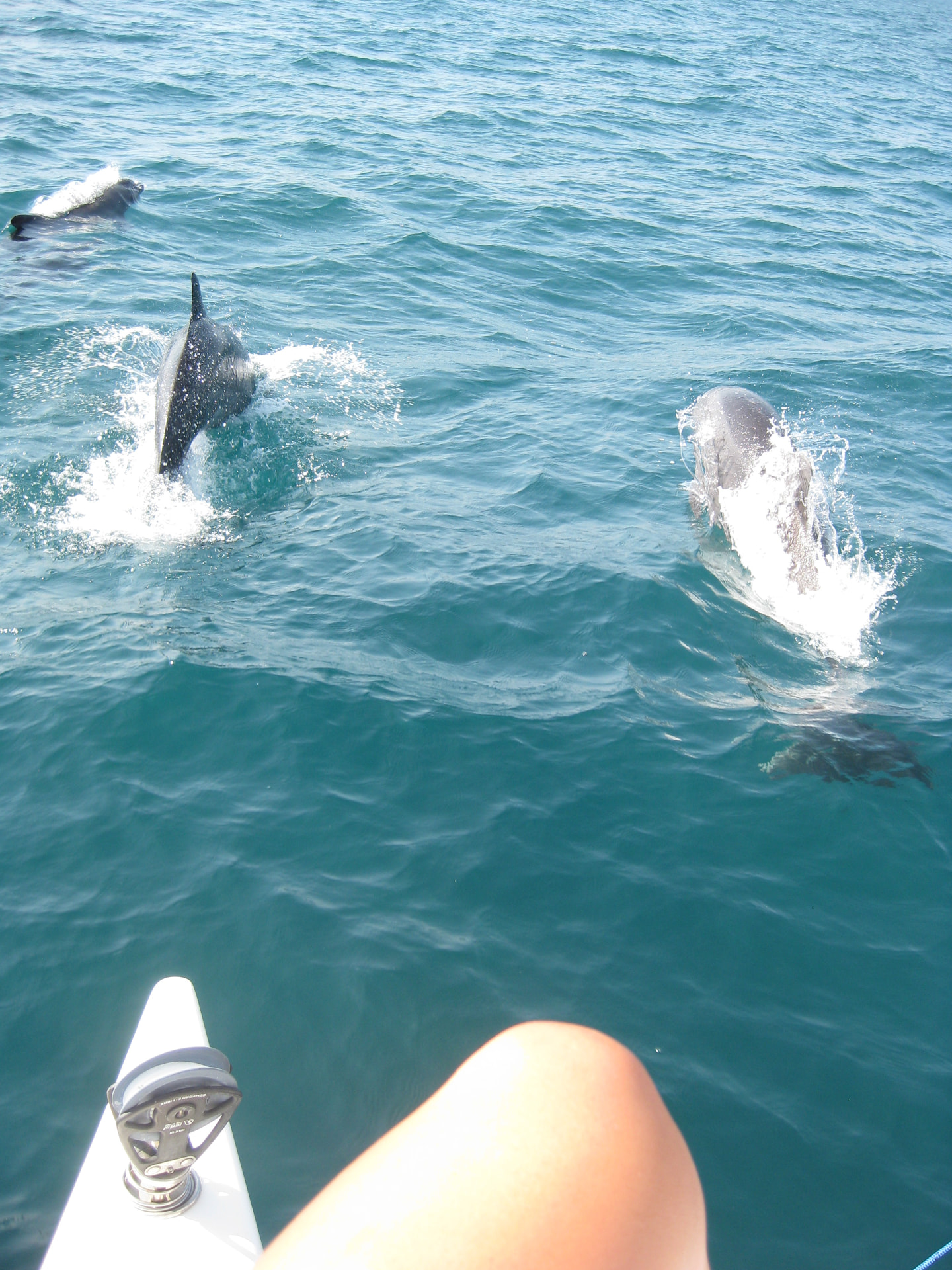 Dolphins playing in the bow wave