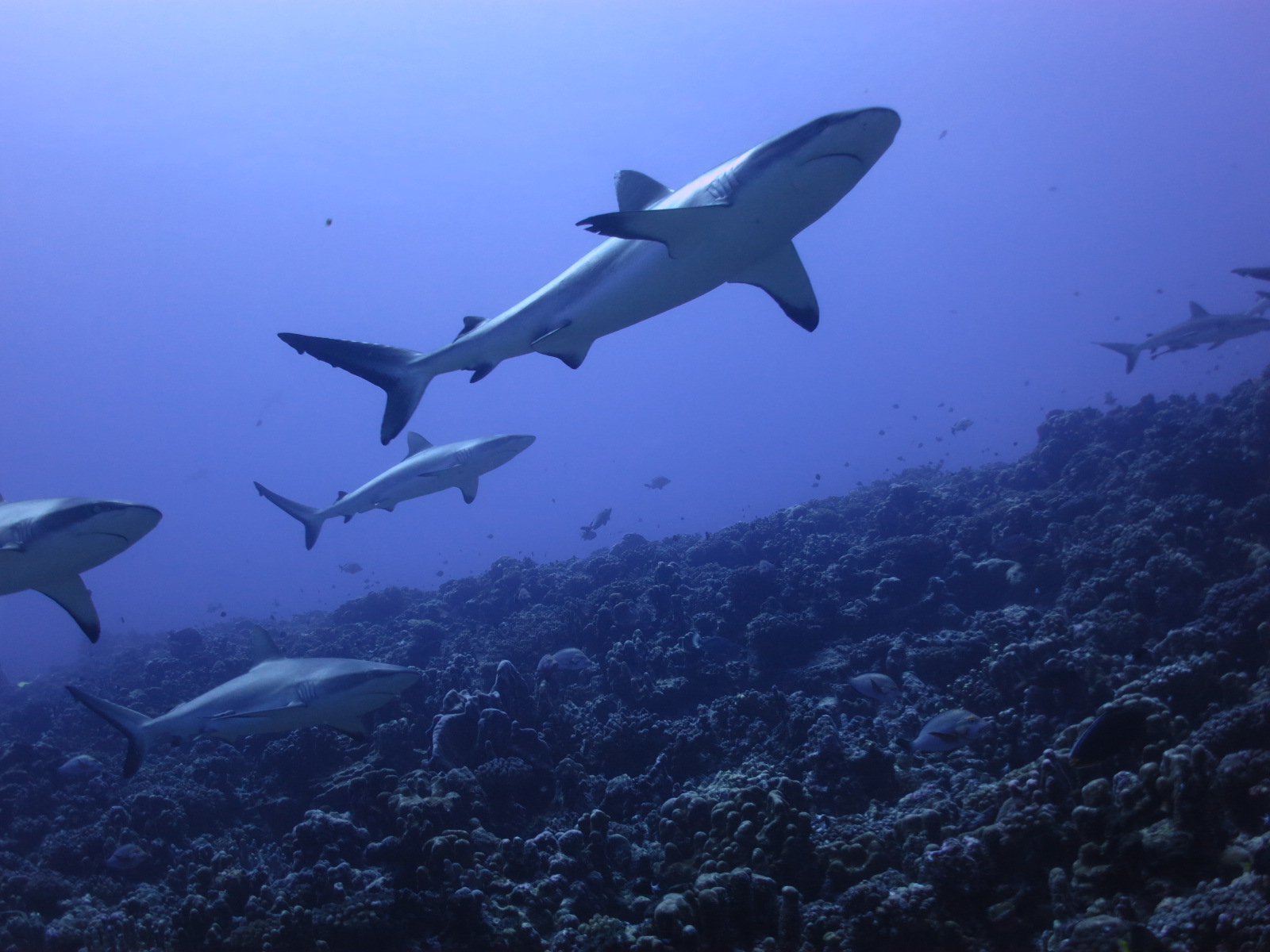 Mauliola - Another South Pacific crossing