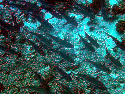 Fakarava - Wall of Sharks