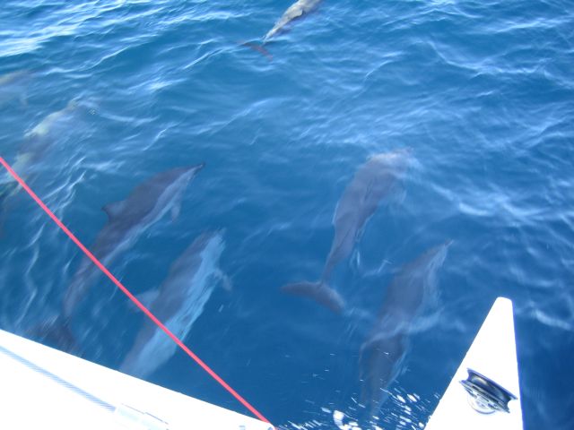 Porpoises