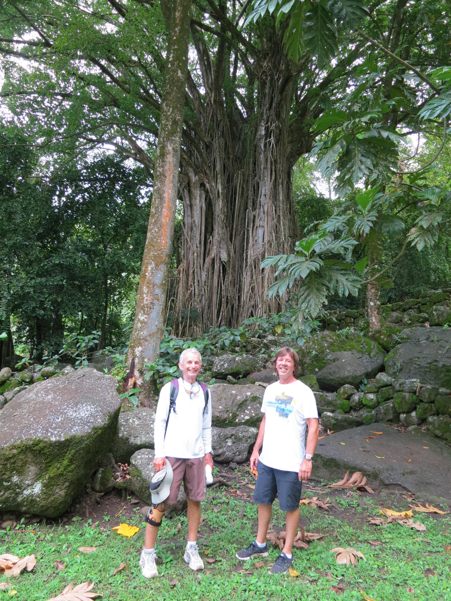 Banyan tree ashore