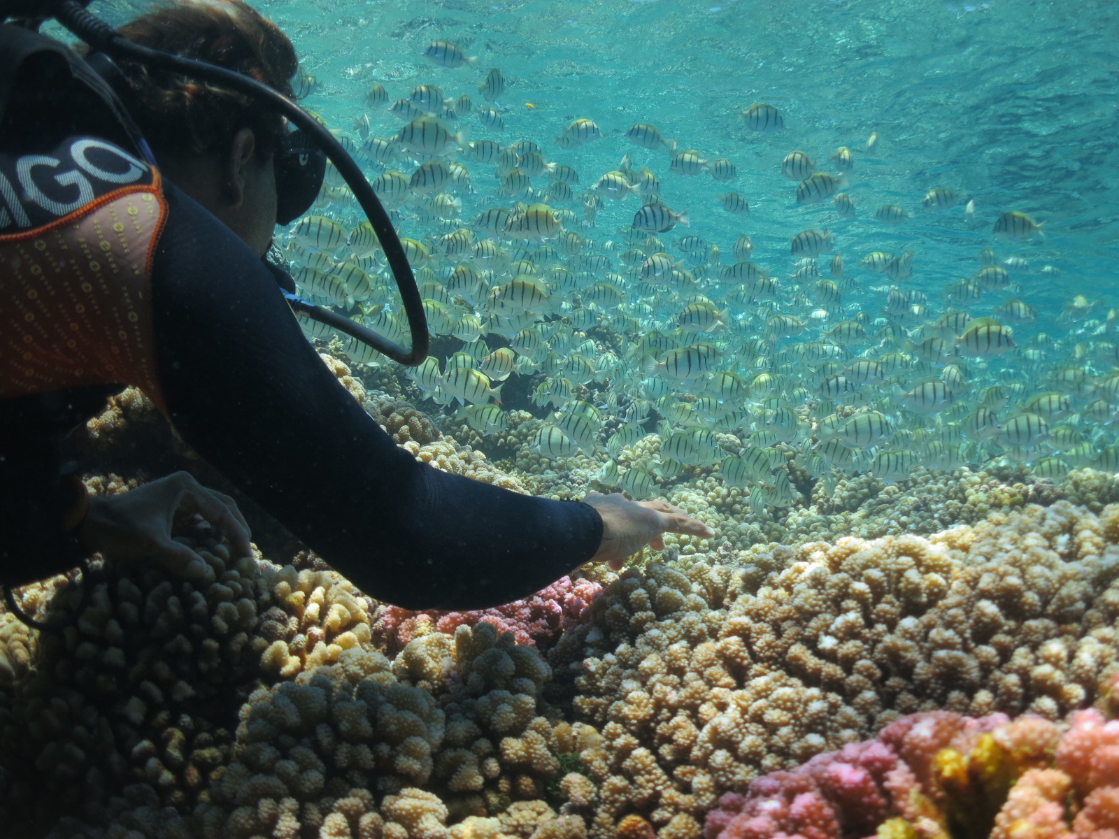 Mauliola - Another South Pacific crossing