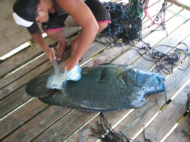 Pearl Farm, Ahe, Tuamotus
