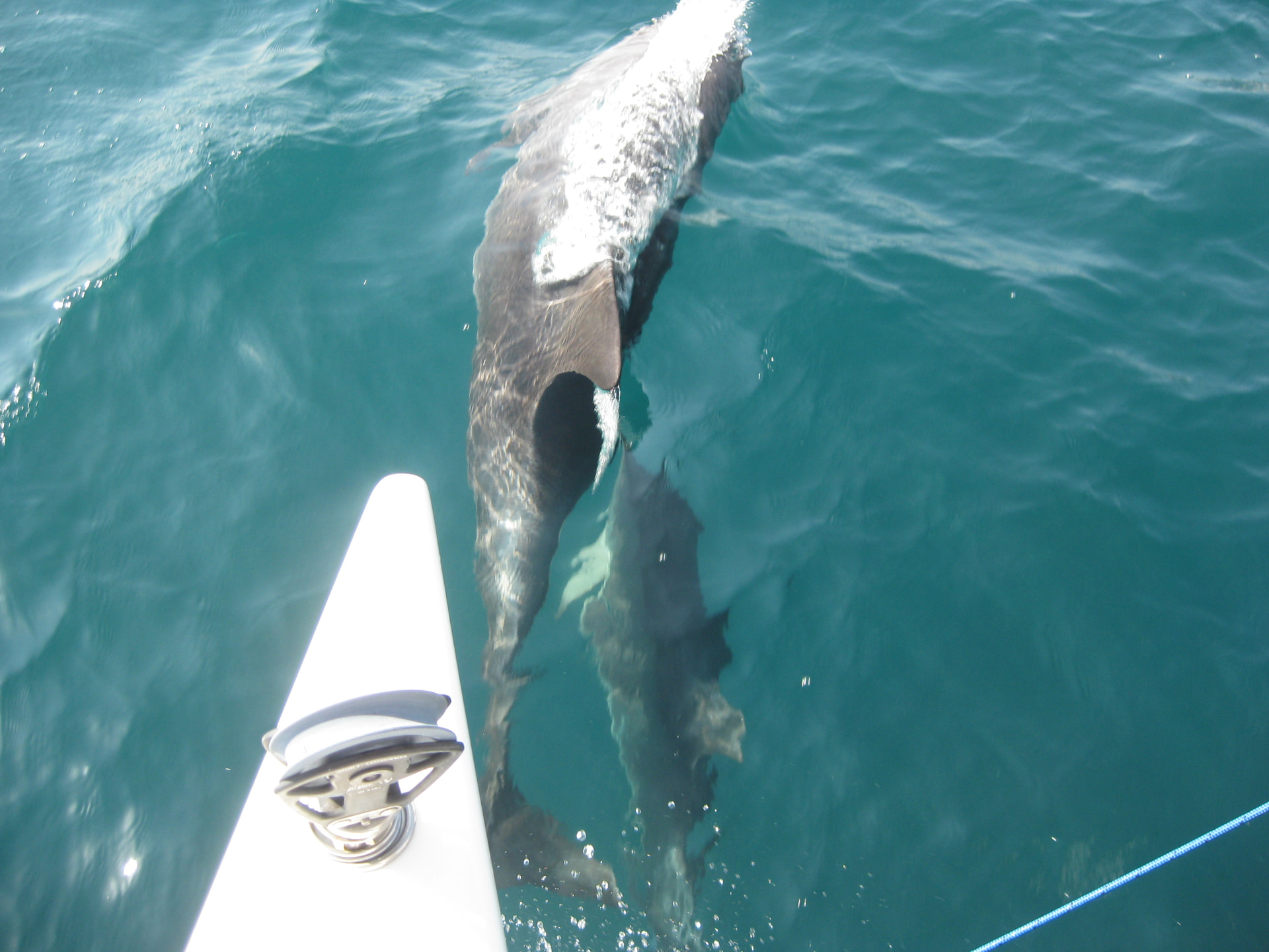 Dolphins alongside, Cyprus