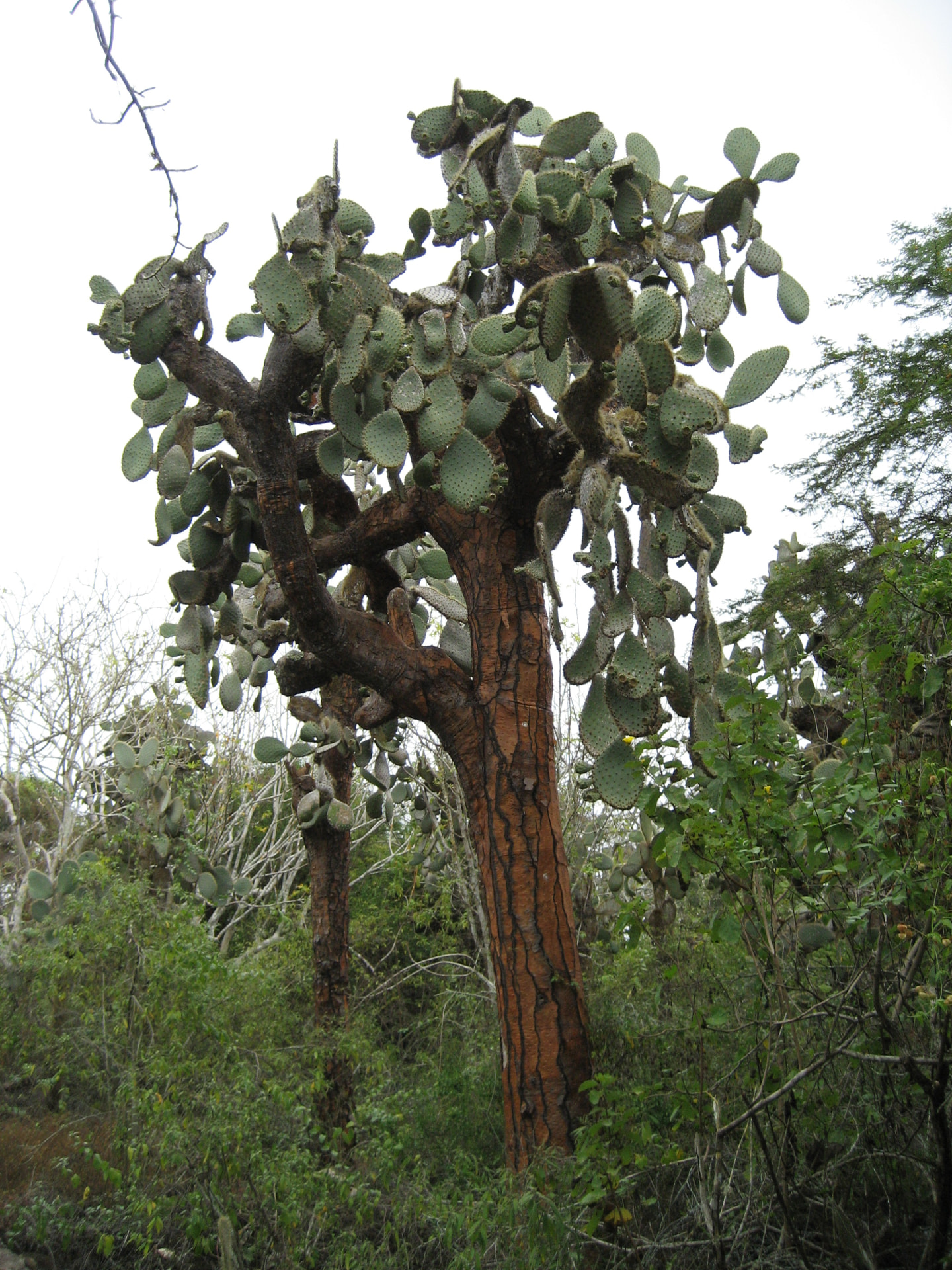 Prickly pear cactus tree, Galapagos