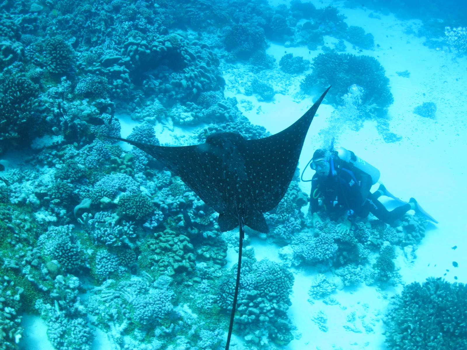Spotted eagle ray swimming above a coral reef beside a scuba diver