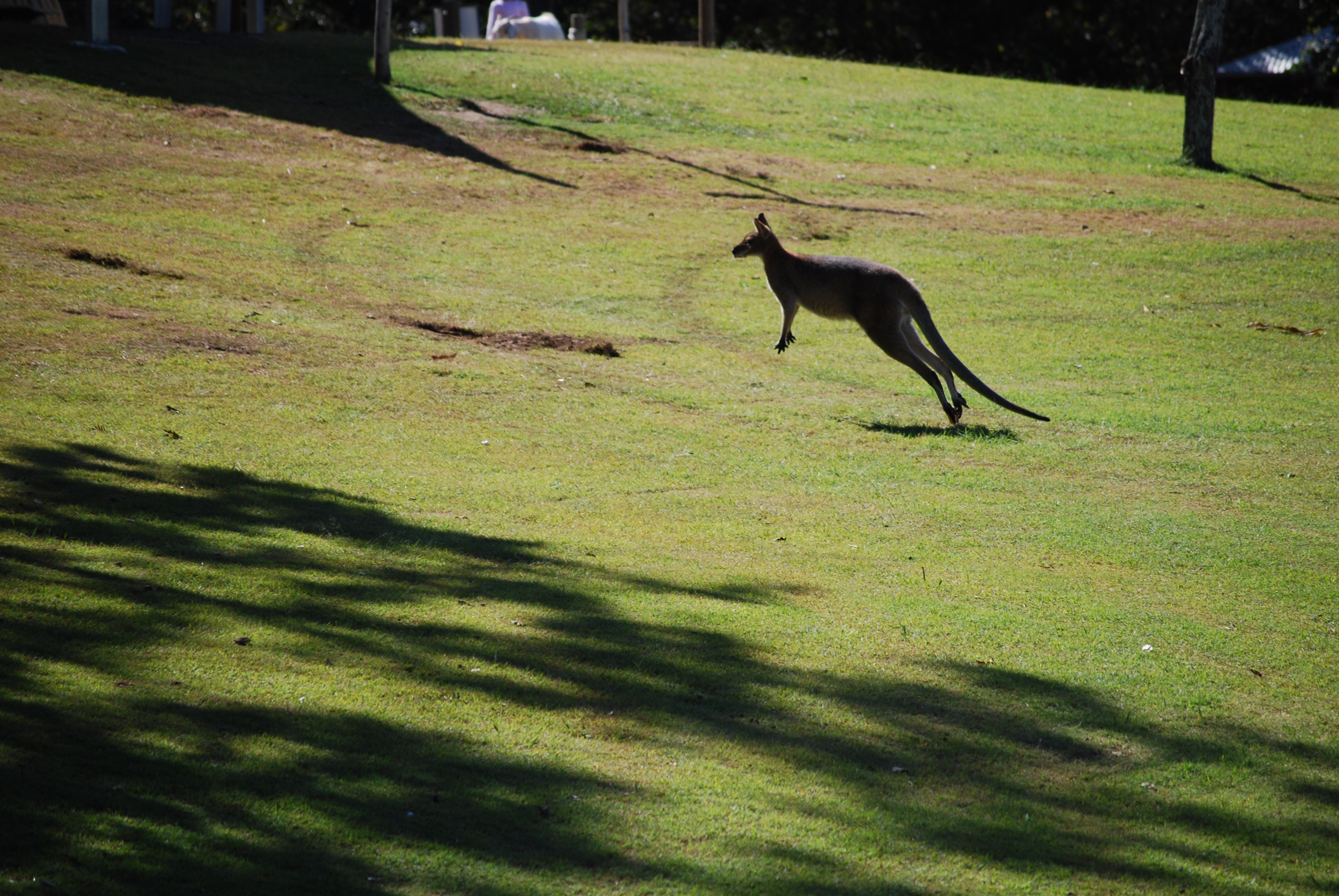 Kangaroo in Australia