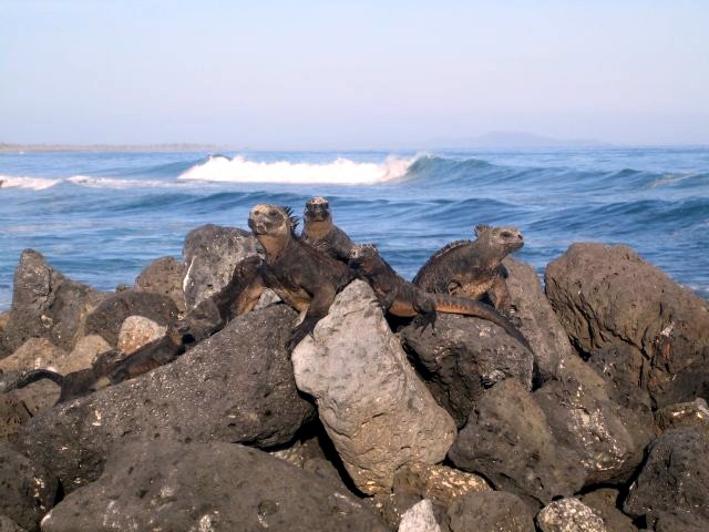 Black Marine Igunas, Galapagos