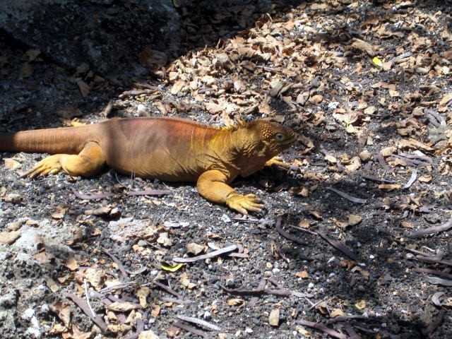 Galapagos Land Iguana