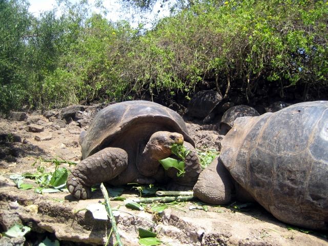 Galapagos, Ecuador