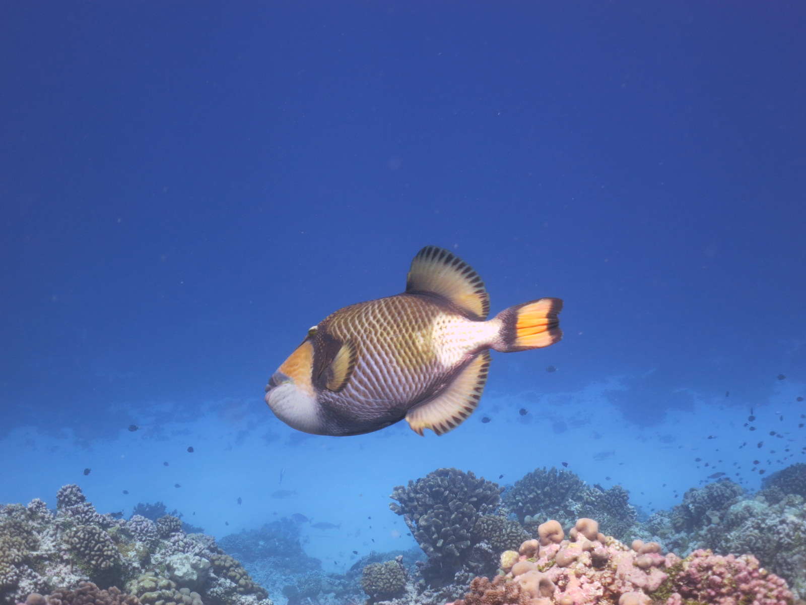 Titan triggerfish on the reef, Fakarava