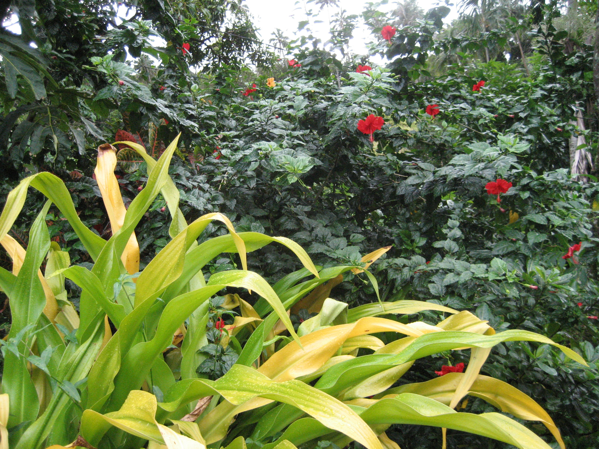 Mauliola - Another South Pacific crossing