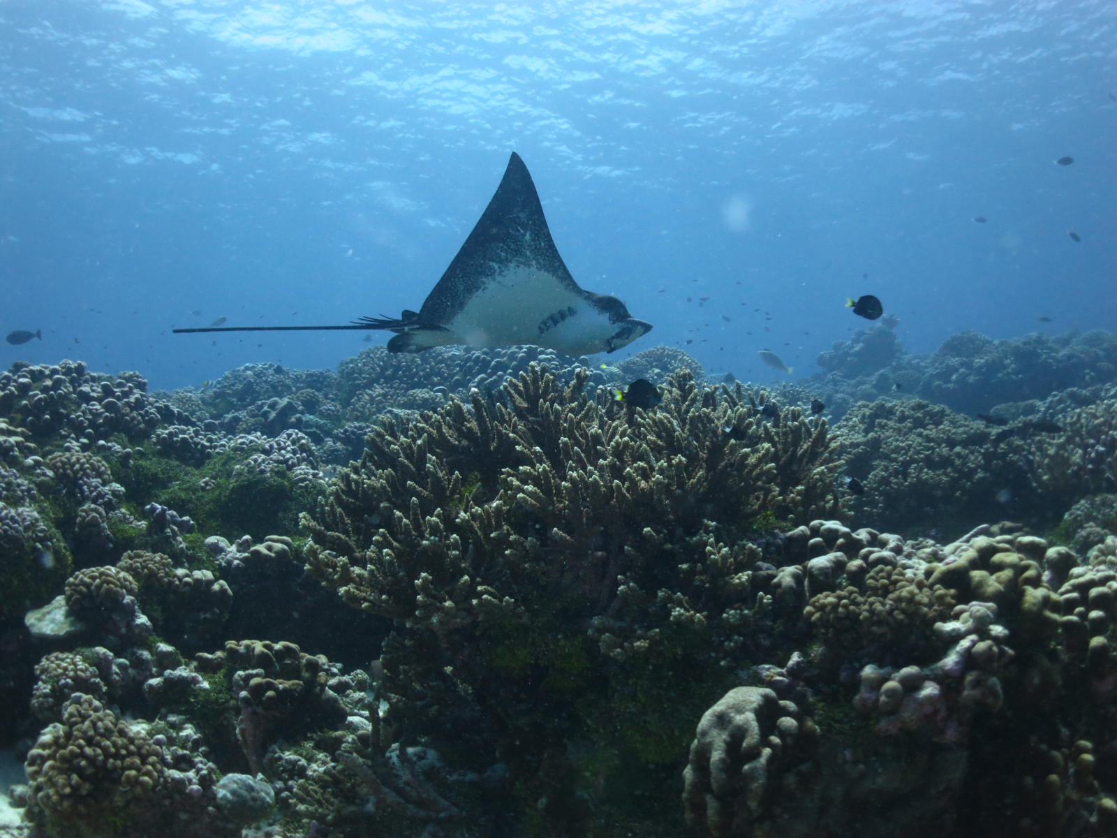 Spotted eagle ray swimming above us