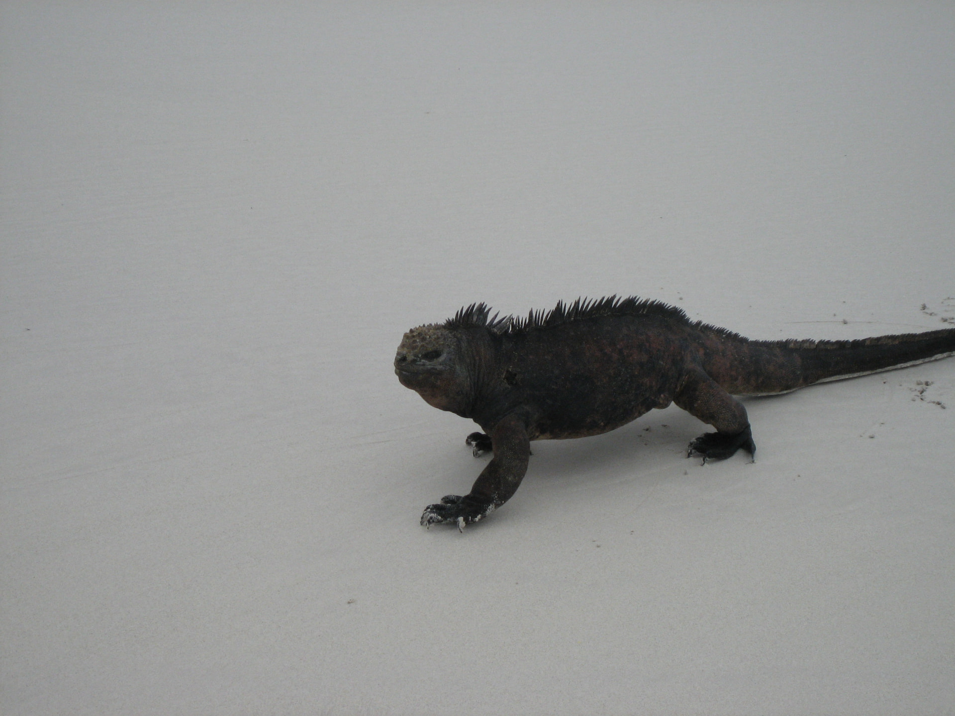 Marine iguana on the beach, Galapagos