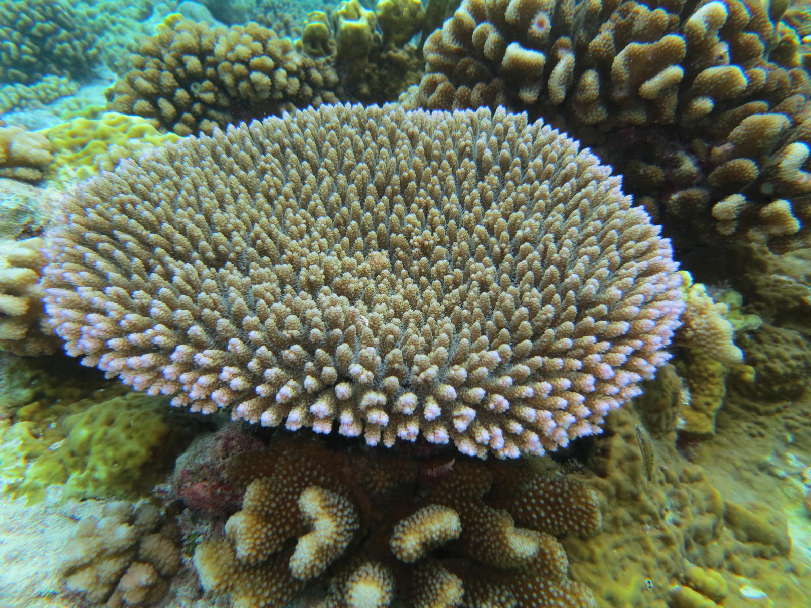 Table coral, Fakarava