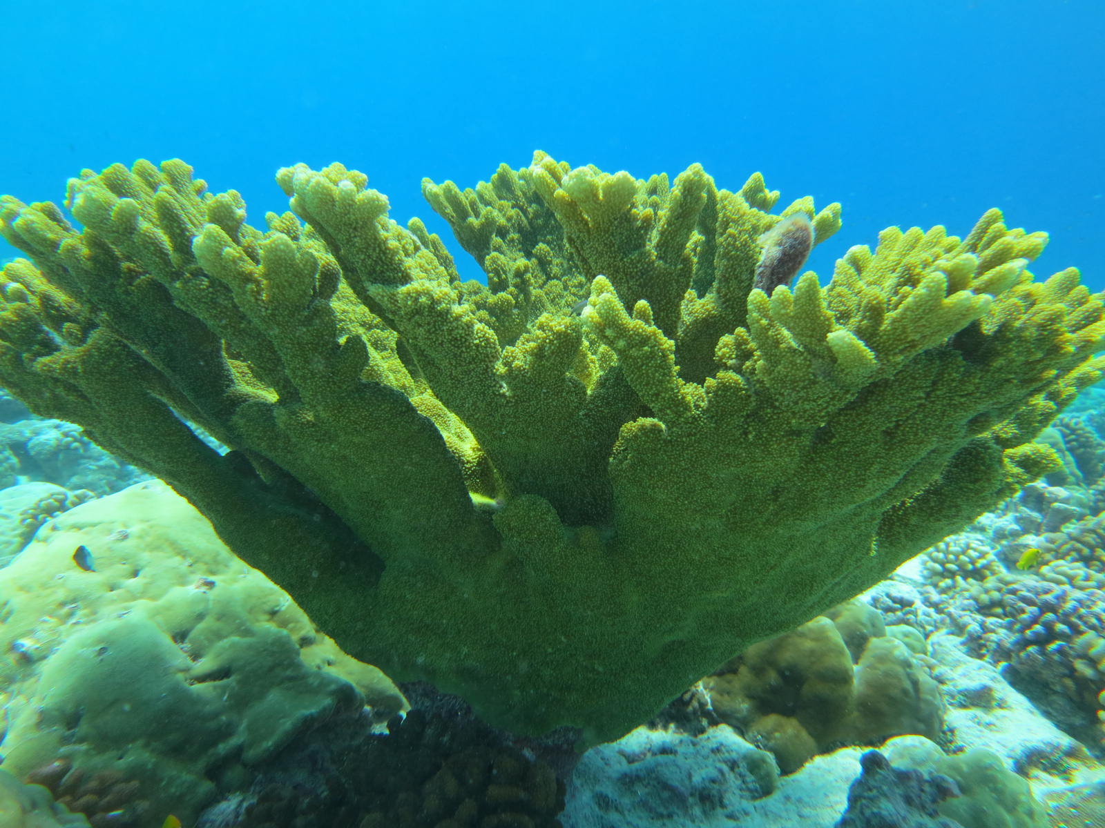 Coral garden, Fakarava