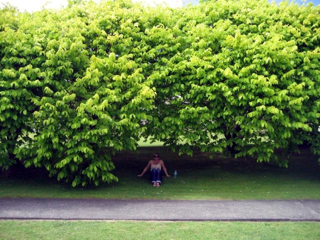 Kya under tree, Auckland, NZ