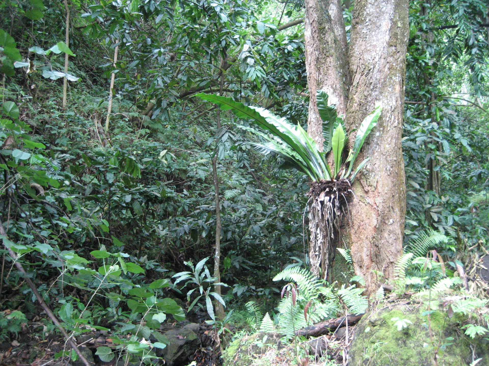 Mauliola - Another South Pacific crossing