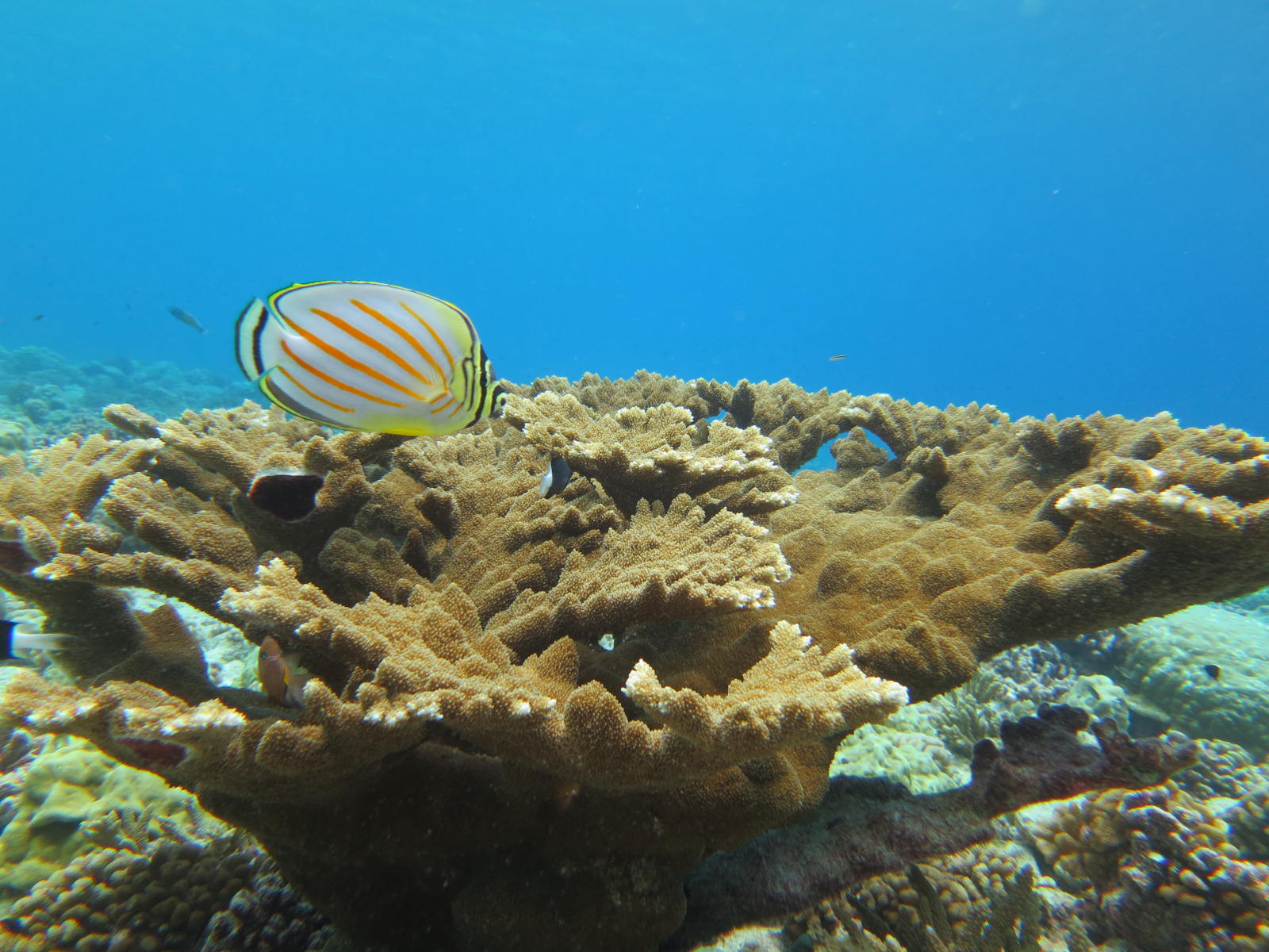 Orange-striped butterflyfish over table coral, Fakarava