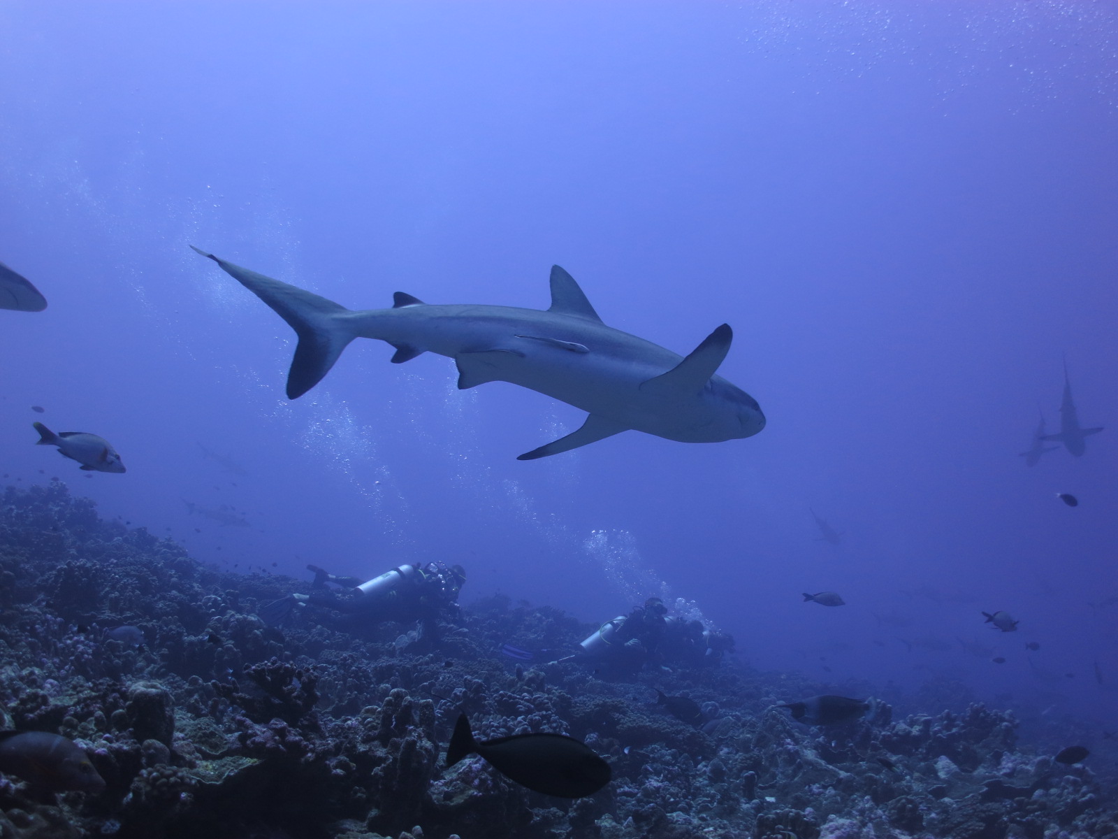 Kinda sharky! South Pass-Fakarava