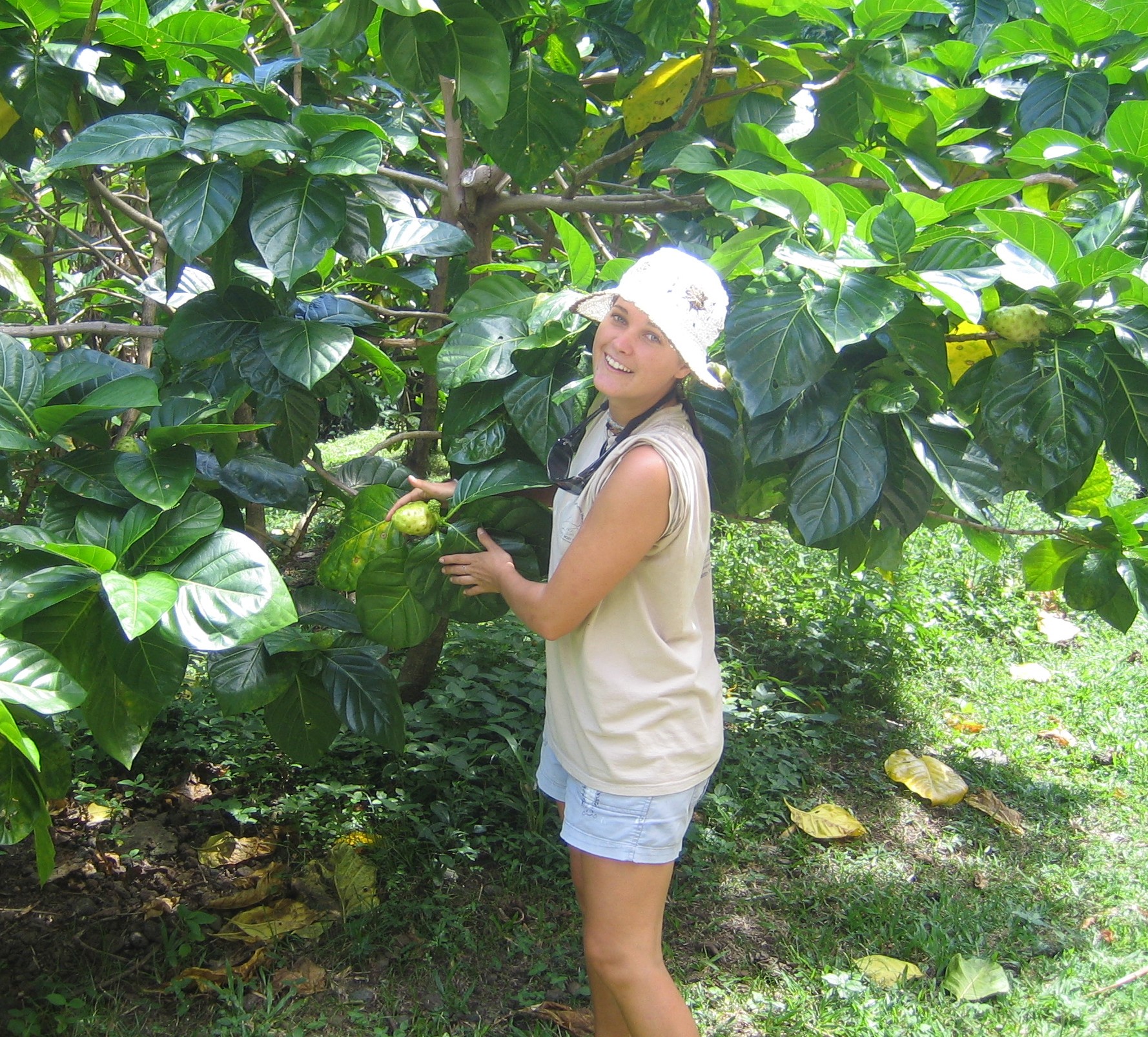 Amy picking noni fruit