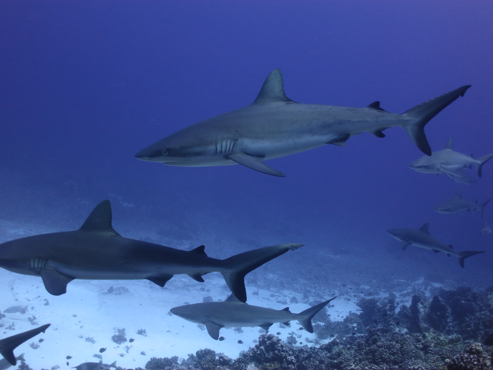 Reef sharks, South Pass, Fakarava