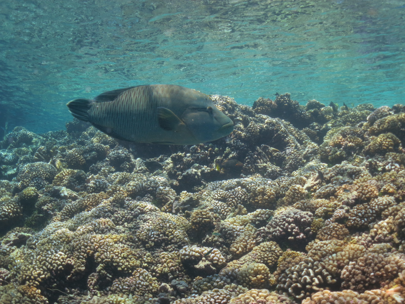 Large wrasse swimming above a coral reef in clear, shallow water