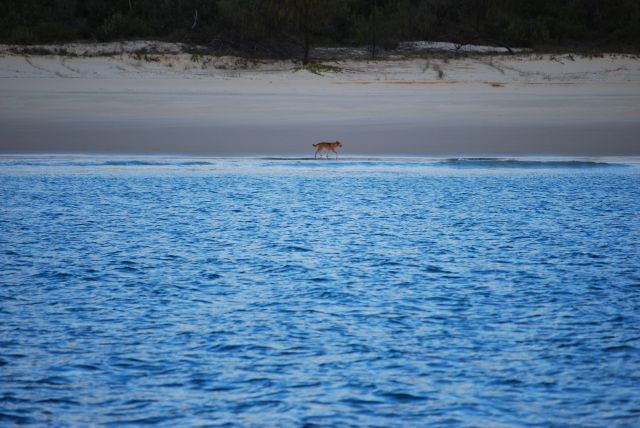 Frazier Island Dingo