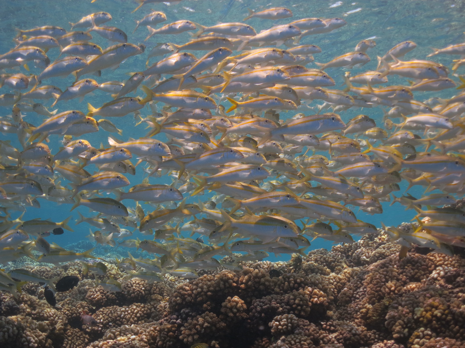 School of yellow-tailed fish swimming above a coral reef