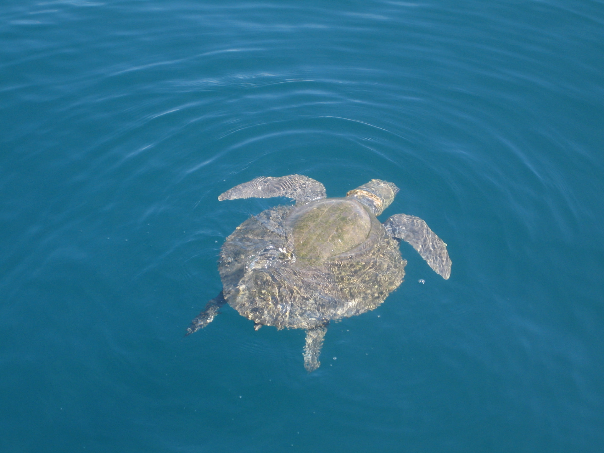 Sea turtle alongside, Costa Rica