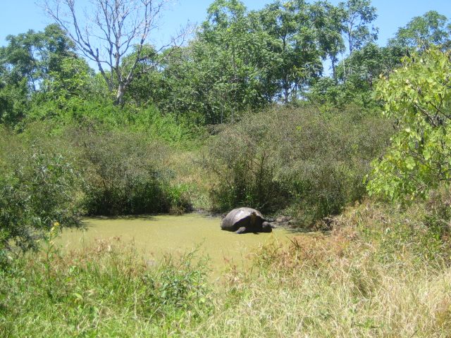 Galapagos turtle in the wild