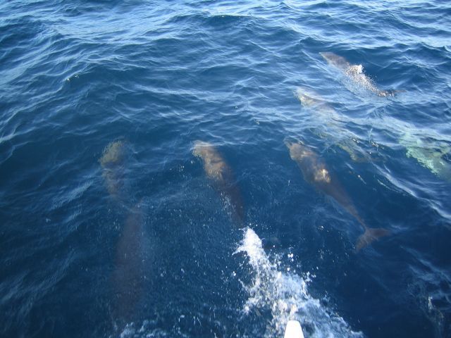 Porpoises