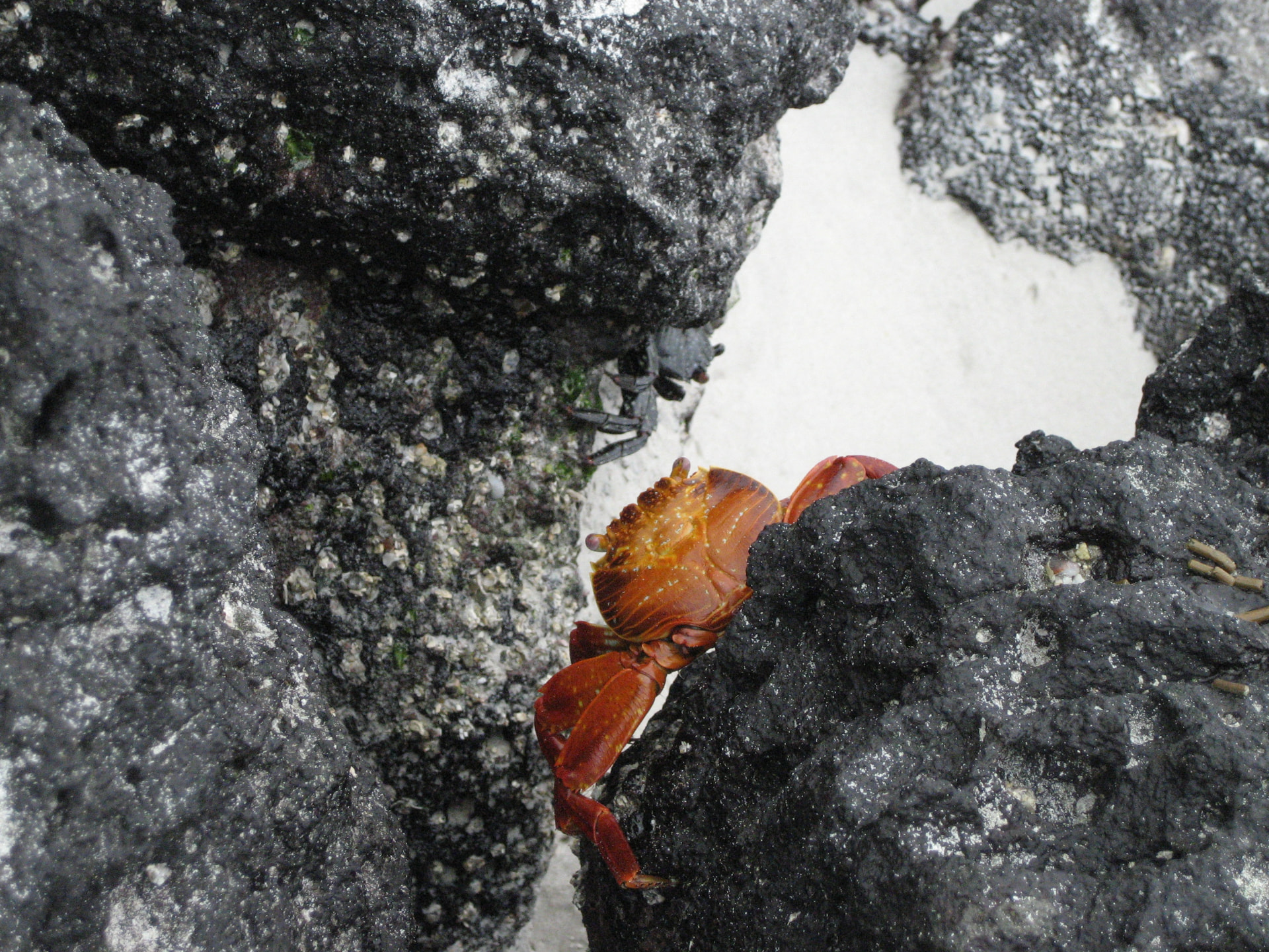 Sally Lightfoot crab on the lava rocks, Galapagos